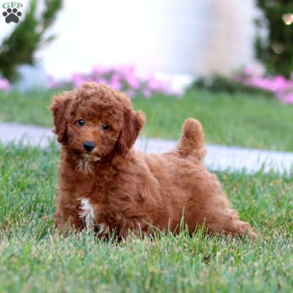 Davey, Miniature Poodle Puppy