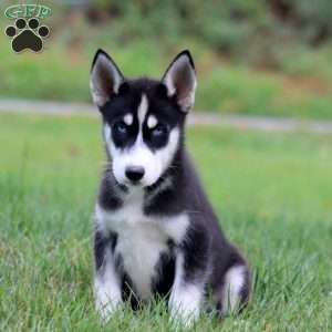 Davey, Siberian Husky Puppy