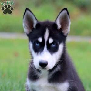 Davey, Siberian Husky Puppy