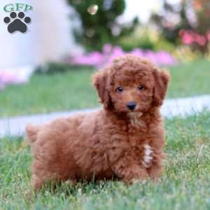Davey, Miniature Poodle Puppy