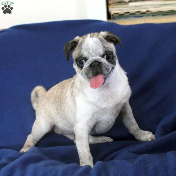 Delbert, Pug Puppy