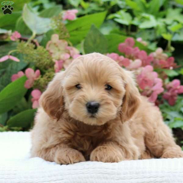 Delilah F1B, Mini Goldendoodle Puppy