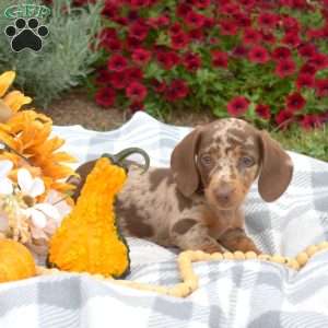 Delilah, Dachshund Puppy