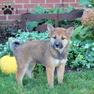 Delilah, Shiba Inu Puppy