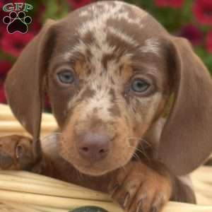 Delilah, Dachshund Puppy