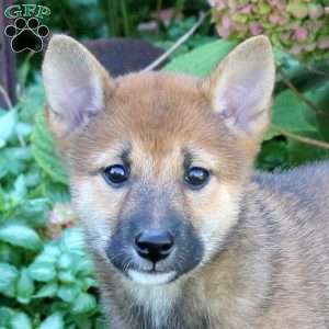 Delilah, Shiba Inu Puppy