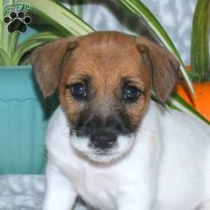 Delilah, Jack Russell Terrier Puppy