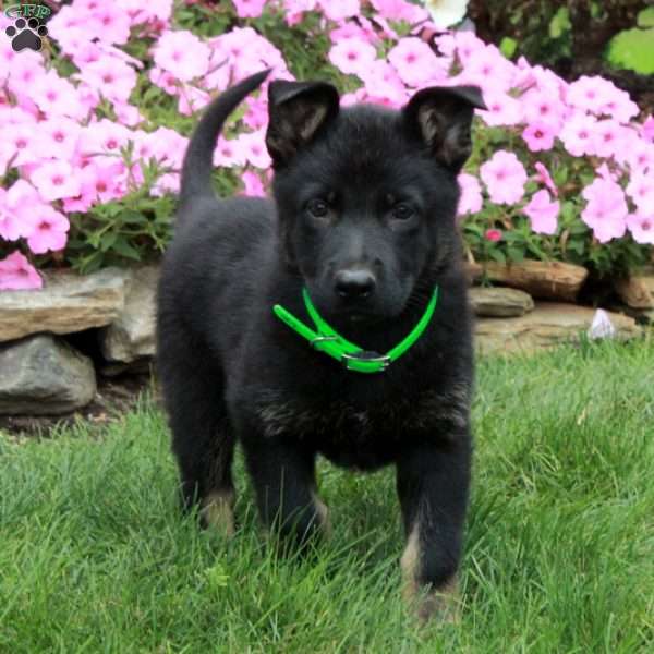 Delta, German Shepherd Puppy