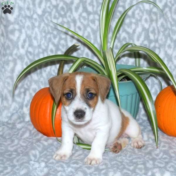 Denver, Jack Russell Terrier Puppy