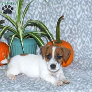 Denver, Jack Russell Terrier Puppy