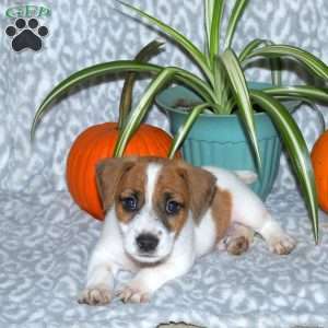 Denver, Jack Russell Terrier Puppy