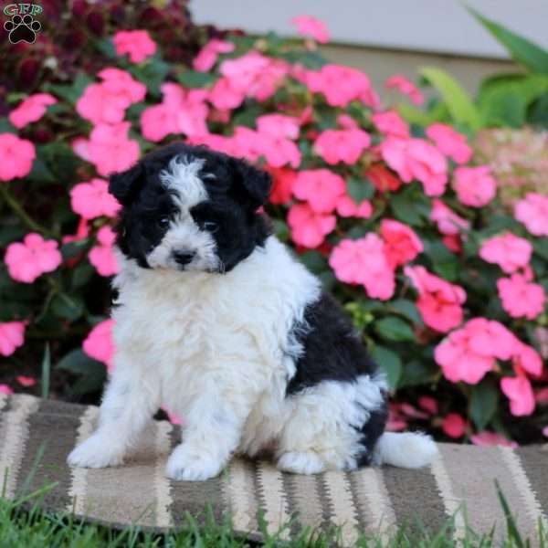 Derek, Pomapoo Puppy
