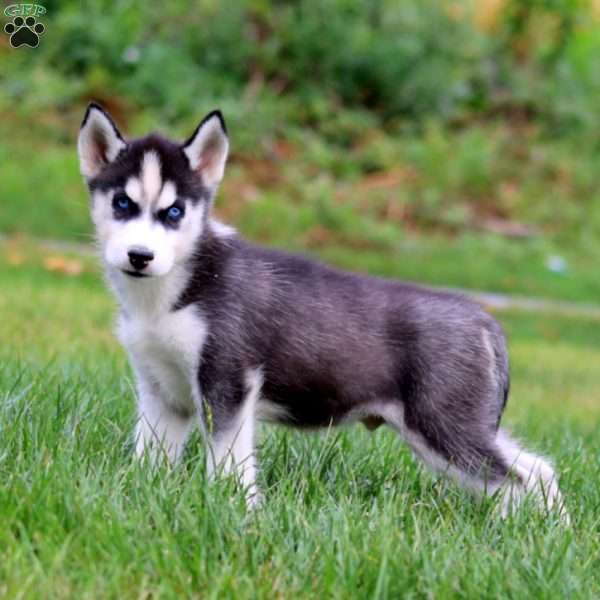 Derek, Siberian Husky Puppy