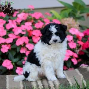Derek, Pomapoo Puppy