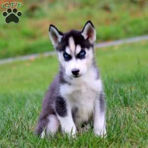 Derek, Siberian Husky Puppy