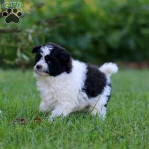 Derek, Pomapoo Puppy