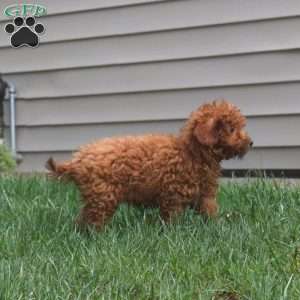 Derek, Miniature Poodle Puppy