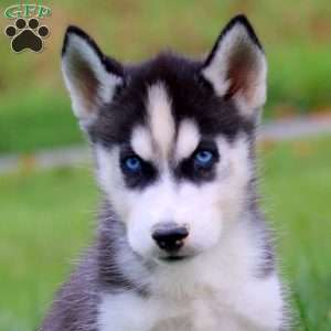 Derek, Siberian Husky Puppy