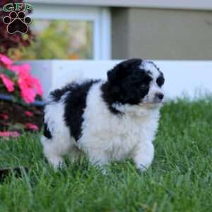 Derek, Pomapoo Puppy