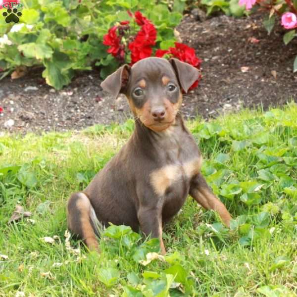 Derry, Miniature Pinscher Puppy
