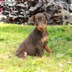 Derry, Miniature Pinscher Puppy