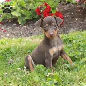 Derry, Miniature Pinscher Puppy
