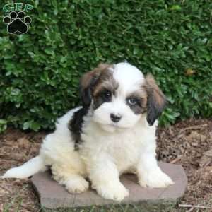Desi, Havapoo Puppy