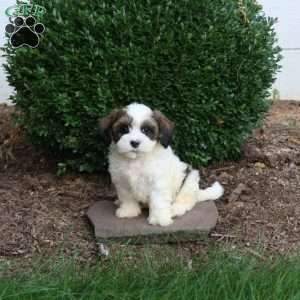 Desi, Havapoo Puppy
