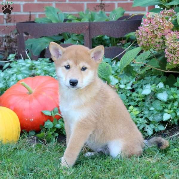 Dexter, Shiba Inu Puppy