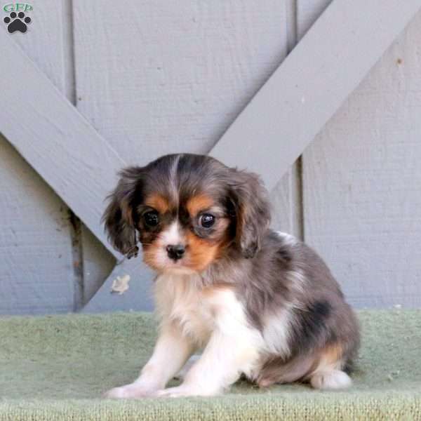 Dexter, Cavalier King Charles Spaniel Puppy