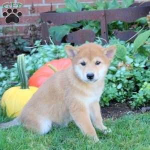 Dexter, Shiba Inu Puppy