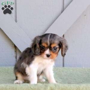Dexter, Cavalier King Charles Spaniel Puppy