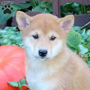 Dexter, Shiba Inu Puppy