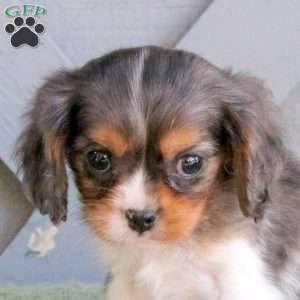 Dexter, Cavalier King Charles Spaniel Puppy