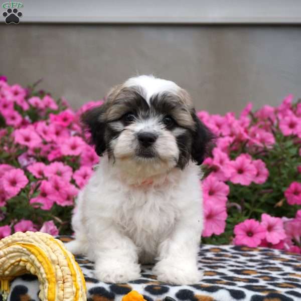 Dexter, Teddy Bear Puppy