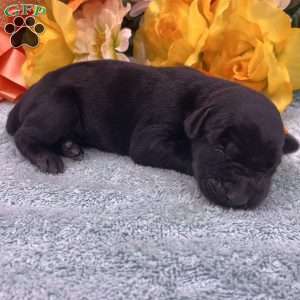 Melanistic – Diamond, Doberman Pinscher Puppy