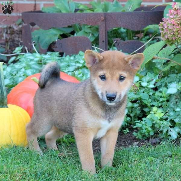 Diesel, Shiba Inu Puppy