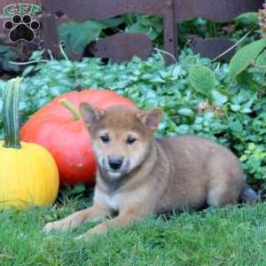Diesel, Shiba Inu Puppy