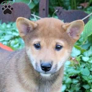 Diesel, Shiba Inu Puppy