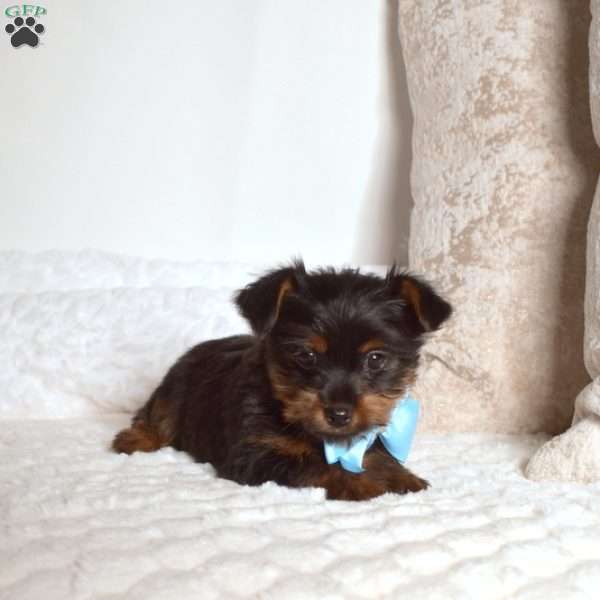 Dill, Yorkie Puppy