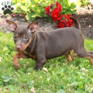 Dill, Miniature Pinscher Puppy
