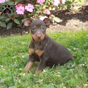 Dill, Miniature Pinscher Puppy