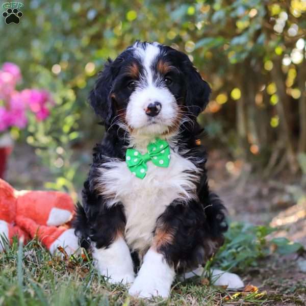 Dion, Bernedoodle Puppy