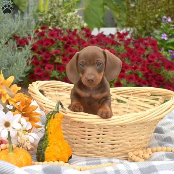 Dipper, Dachshund Puppy