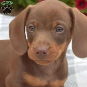 Dipper, Dachshund Puppy