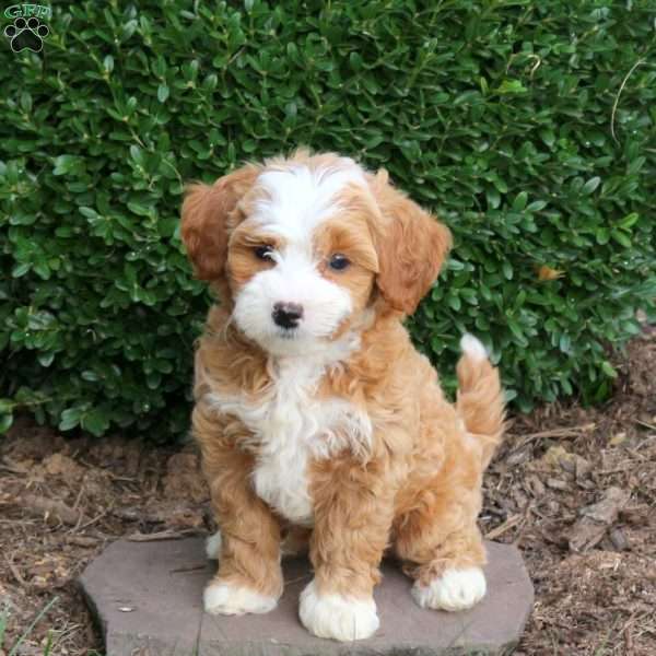Diva, Havapoo Puppy