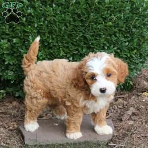 Diva, Havapoo Puppy