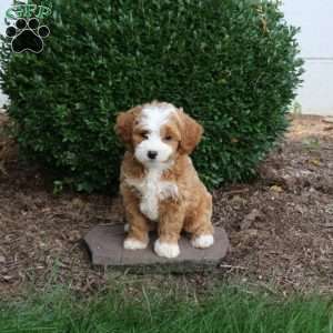 Diva, Havapoo Puppy