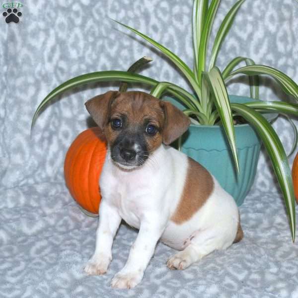 Dixie, Jack Russell Terrier Puppy