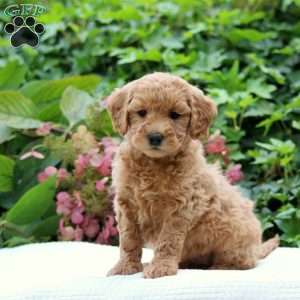 Dixie F1B, Mini Goldendoodle Puppy